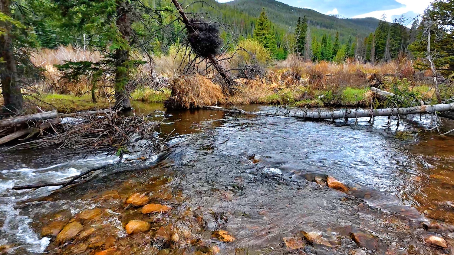 Mountain stream with fallen logs, evergreen forest, and snow-capped peaks — z is on the river