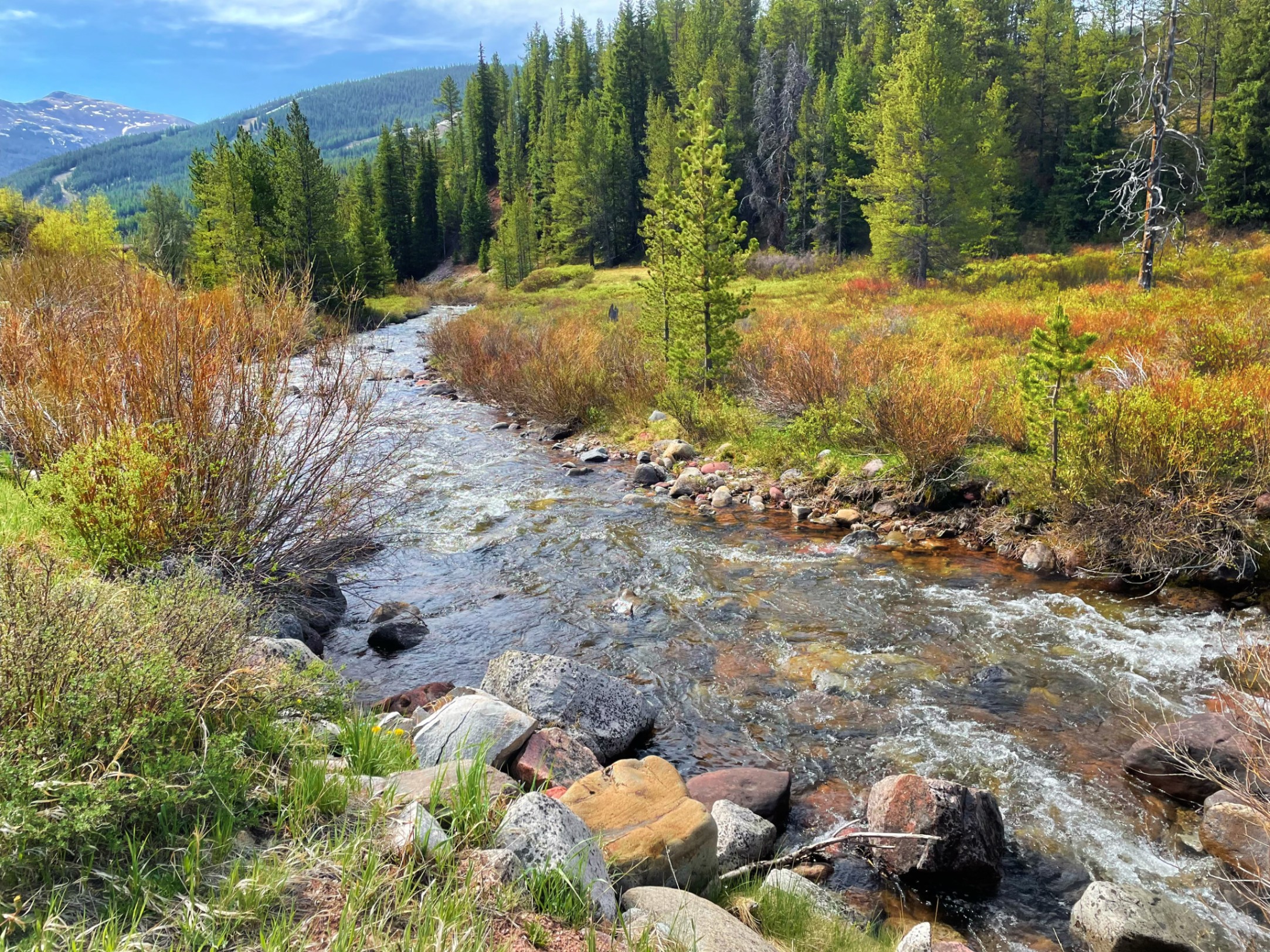 Mountain stream flowing through alpine meadow with evergreen forest — z is on the river