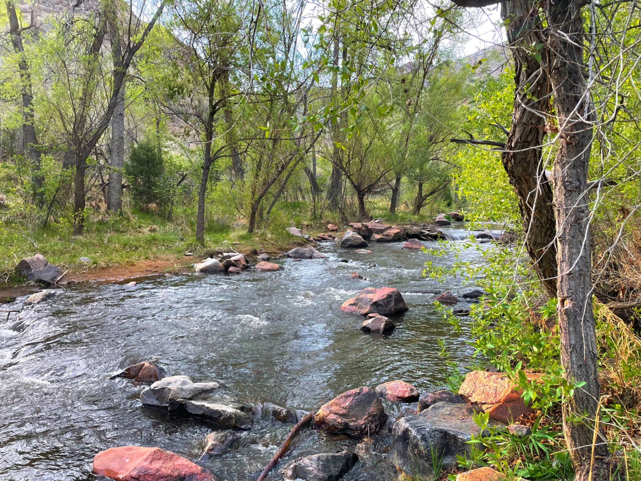 Clear stream flowing through forested valley with scattered rocks — z is on the river
