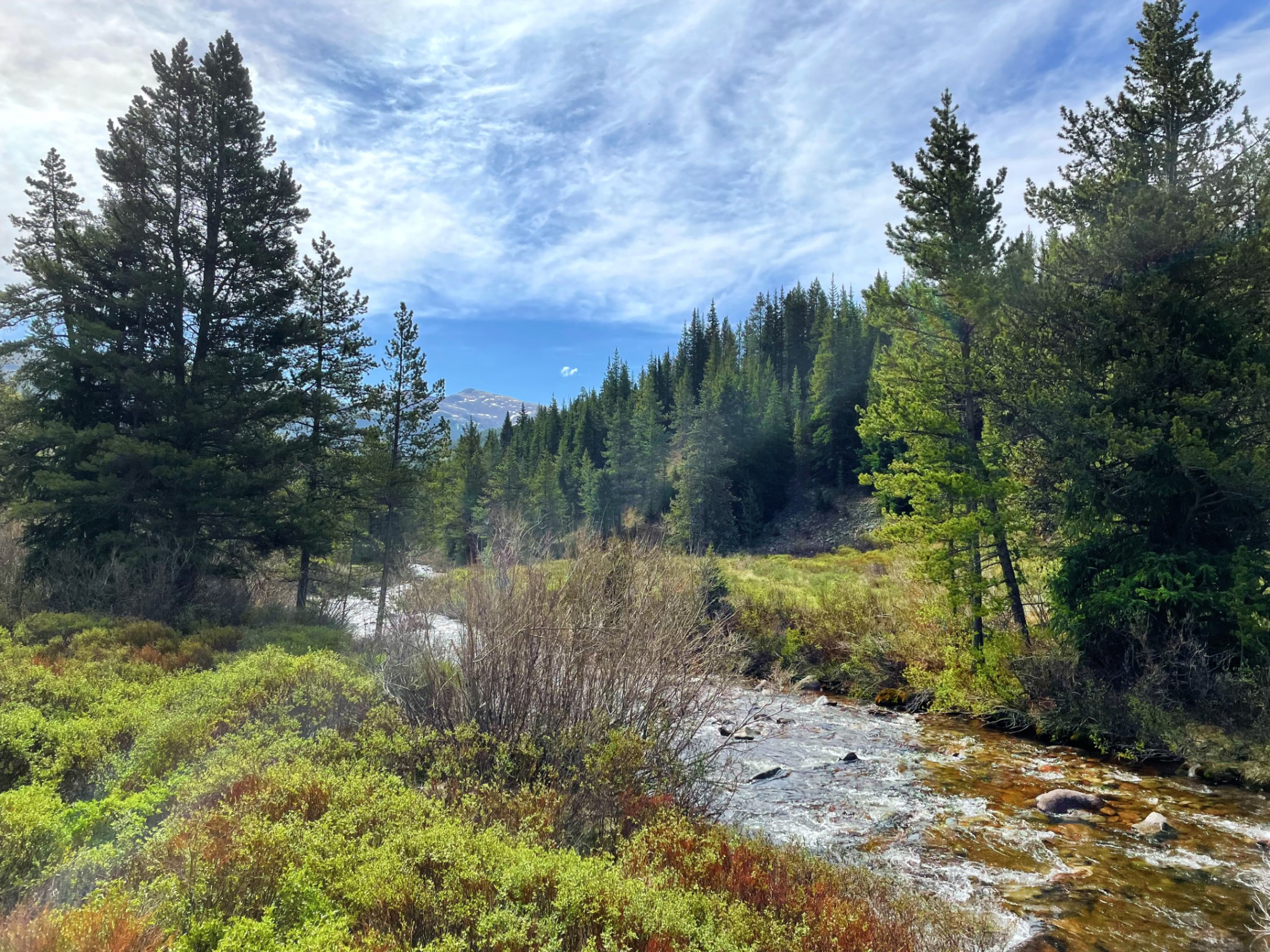 Mountain stream flows through coniferous forest valley — z is on the river