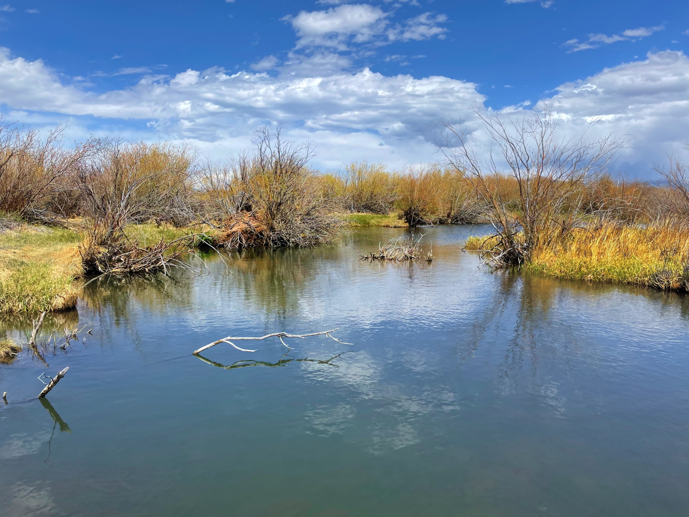 Shallow wetland stream with bare shrubs and driftwood under blue sky — z is on the river