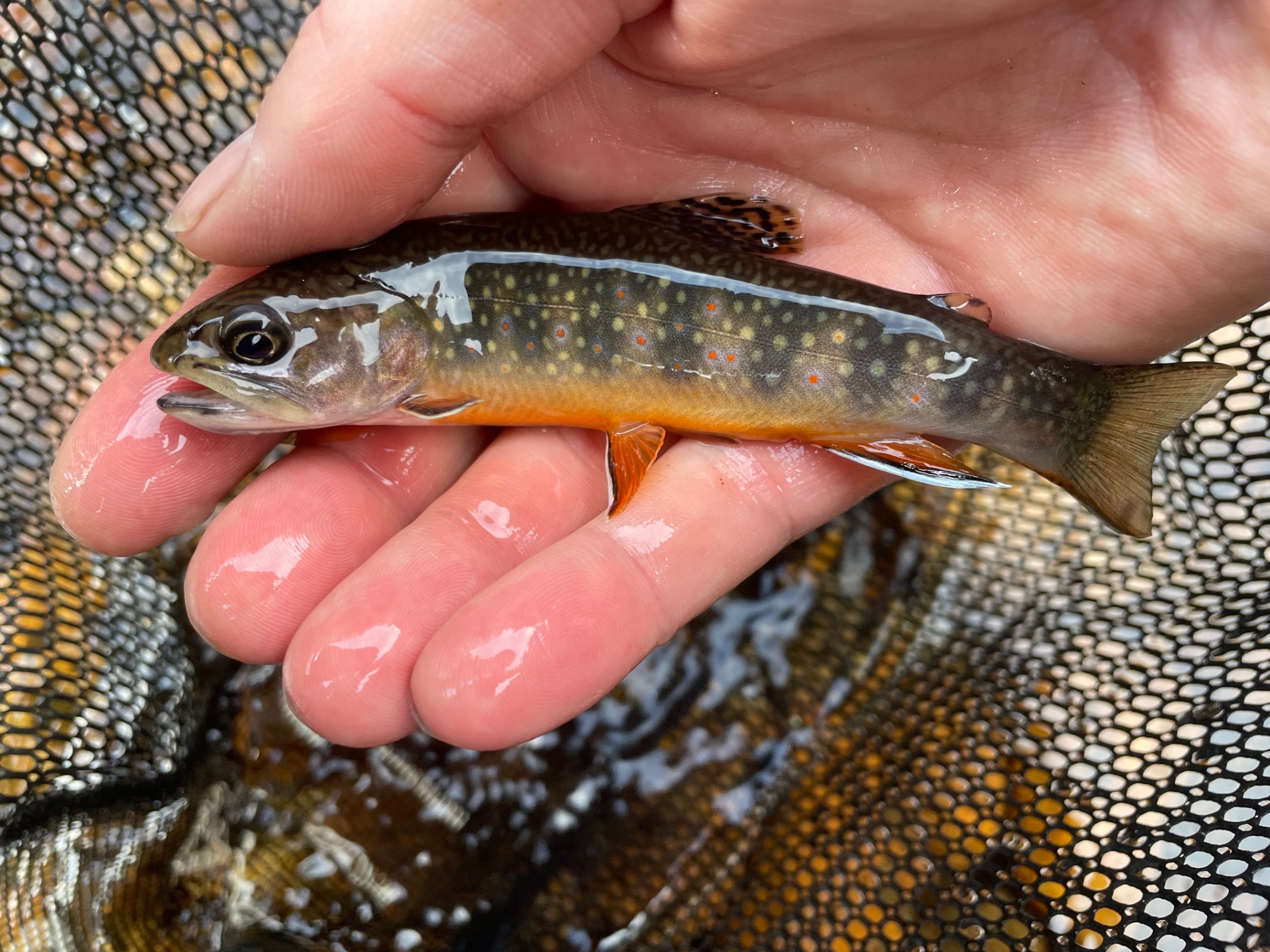 Small brown trout with orange fins held in angler's hand — z is on the river