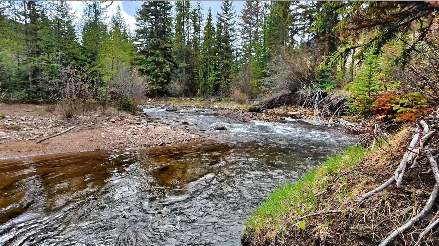 Mountain stream flows through coniferous forest with fallen logs — z is on the river
