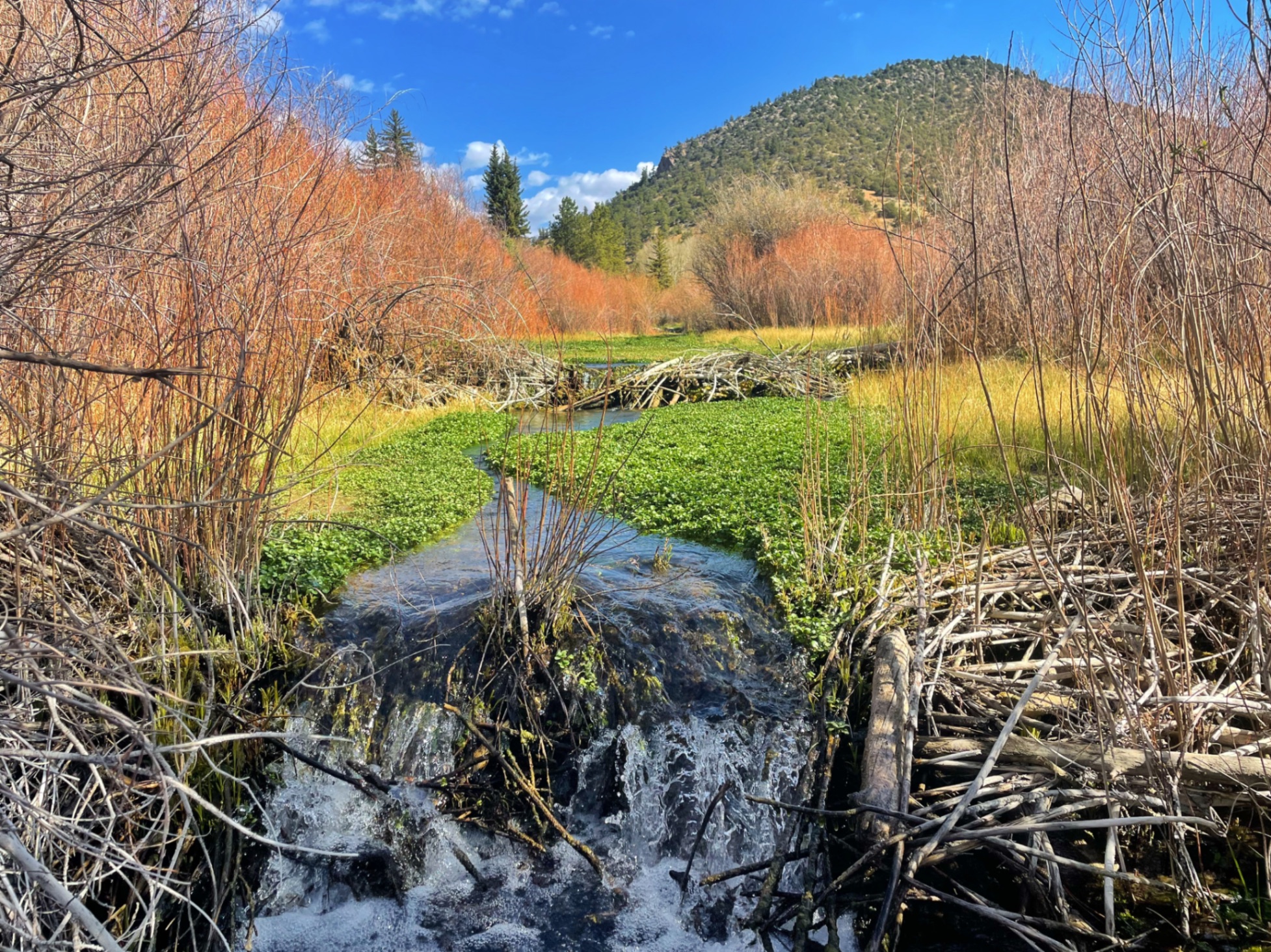 Mountain stream flows through wetland valley with bare trees — z is on the river