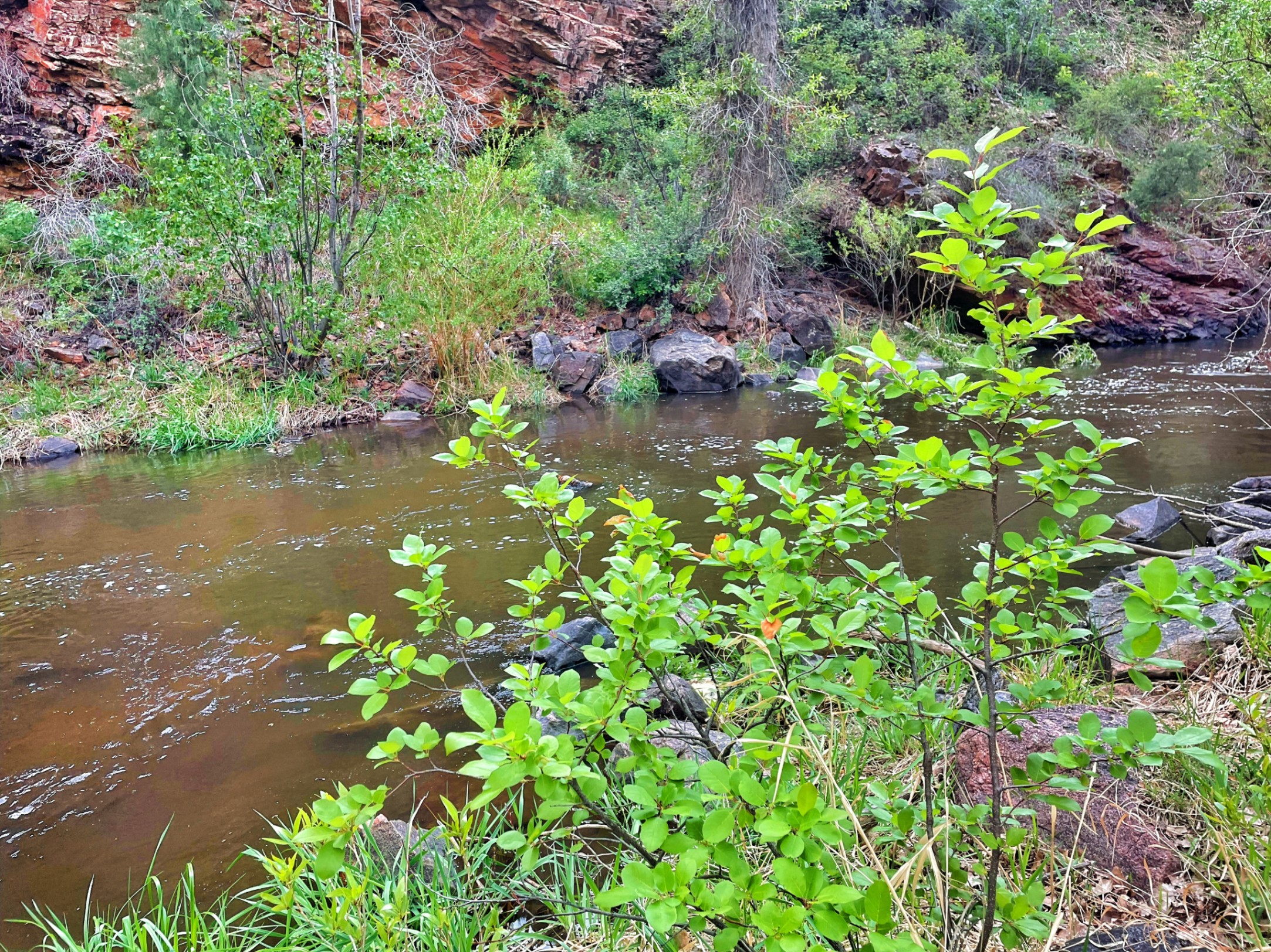 River flowing through rocky canyon with green vegetation and trees — z is on the river