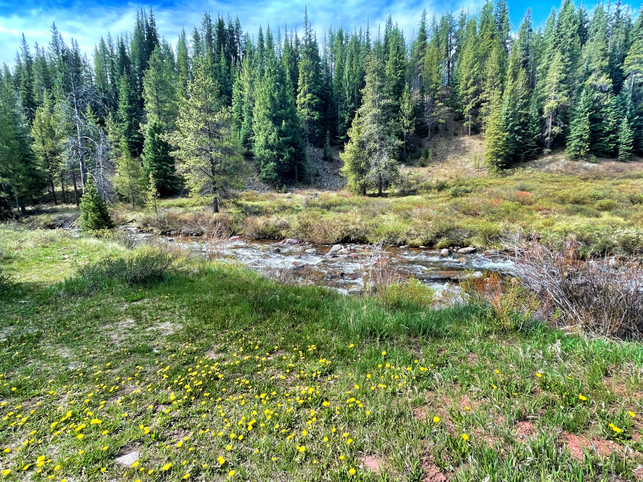 Mountain meadow with wildflowers, stream, and conifer forest — z is on the river
