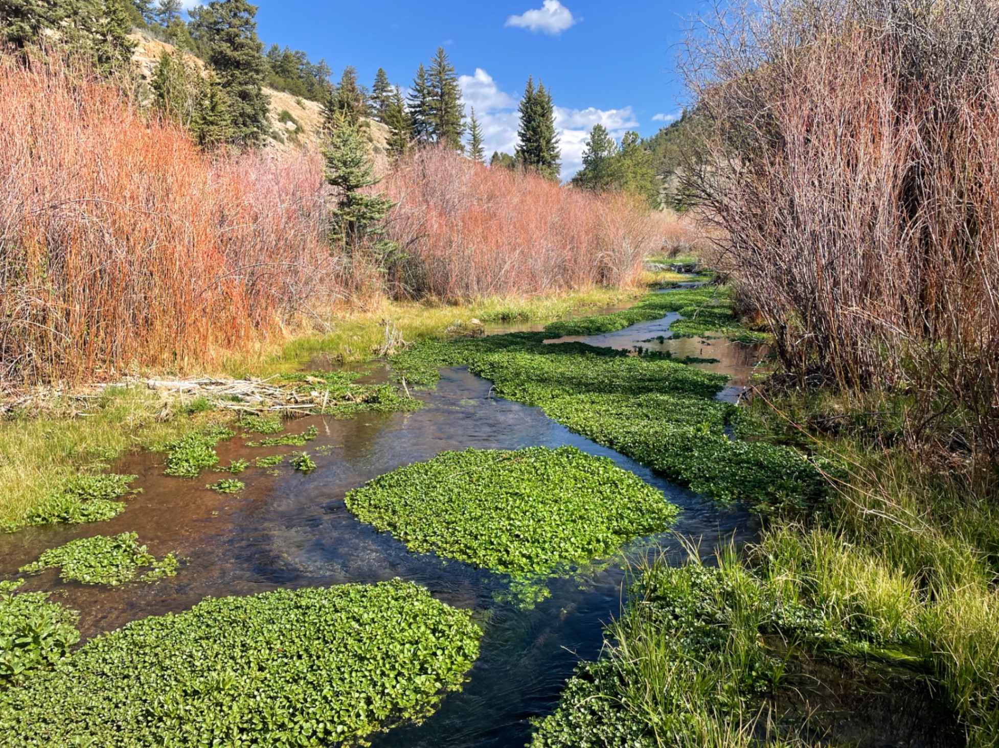 Stream flows through wetland with aquatic plants and conifer forest — z is on the river